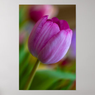 Lila Tulpe-Blume-Poster Poster