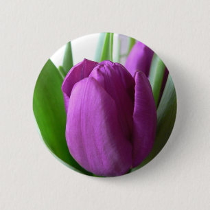 Lila Tulpe Button