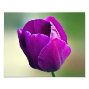 Lila Tulpe Fotodruck