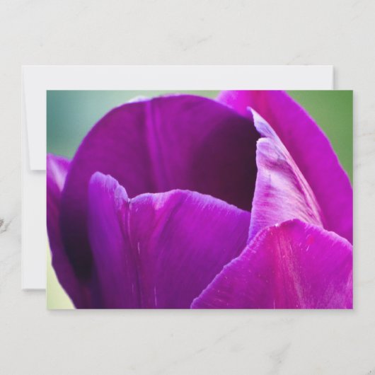 Lila Tulpe-Hochzeits-Einladung Einladung (Rückseite)