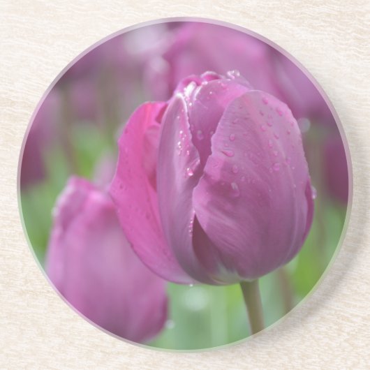 Lila Tulpe mit Wassertropfen Sandstein Untersetzer (Vorne)