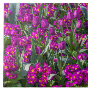 Lila Tulpe- und Primel-Keramikfliese Fliese