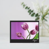 lila Tulpen Postkarte (Stehend Vorderseite)