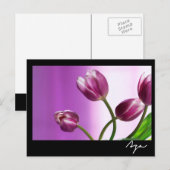 lila Tulpen Postkarte (Vorne/Hinten)