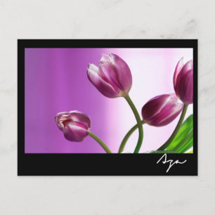 lila Tulpen Postkarte