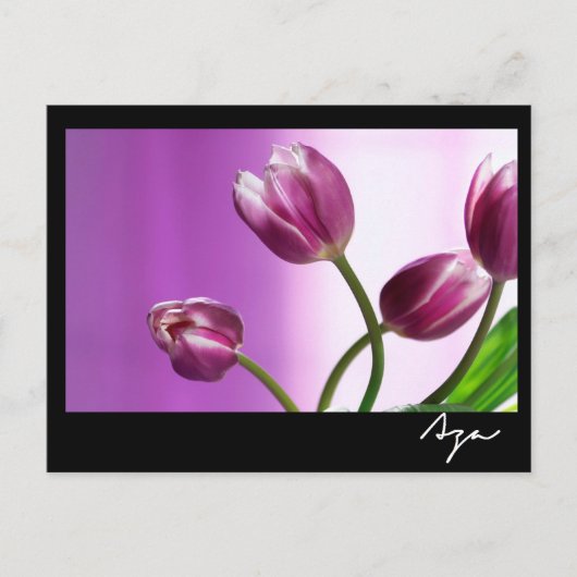 lila Tulpen Postkarte (Vorderseite)