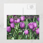 lila Tulpen Postkarte (Vorne/Hinten)