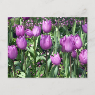 lila Tulpen Postkarte