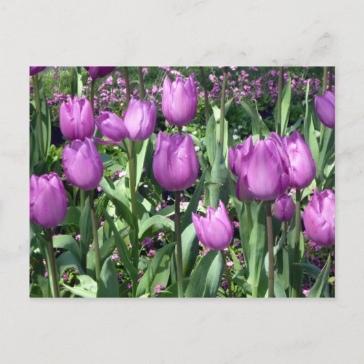 lila Tulpen Postkarte (Vorderseite)
