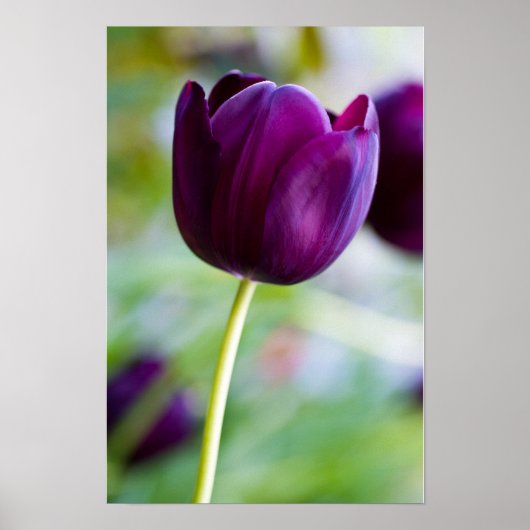 Lila Tulpenblumen Poster (Vorne)