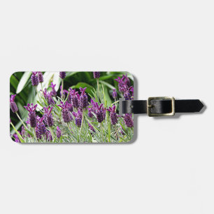 Lila u. grüne Lavendel-Blumen in der Blüte Gepäckanhänger