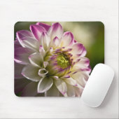 Lila u. weiße Dahlie Mousepad (Mit Mouse)