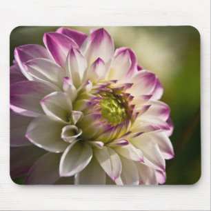 Lila u. weiße Dahlie Mousepad