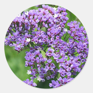 Lila u. weiße Statice (Limonium) Blume in der Runder Aufkleber
