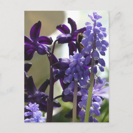 Lila und blaue Frühlingsblumen DIY Postkarte (Vorderseite)