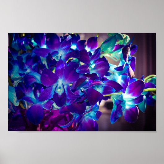 Lila und blaue Orchideen Poster (Vorne)
