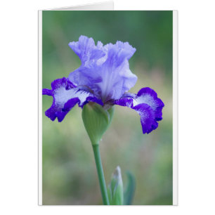 Lila und blaue Tallbär Iris Bloom