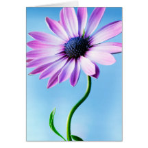 Lila und Blue Daisy Blume Floral Daisies Blume