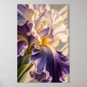 Lila und cremefarbene Bartiris Botanische Nahaufna Poster