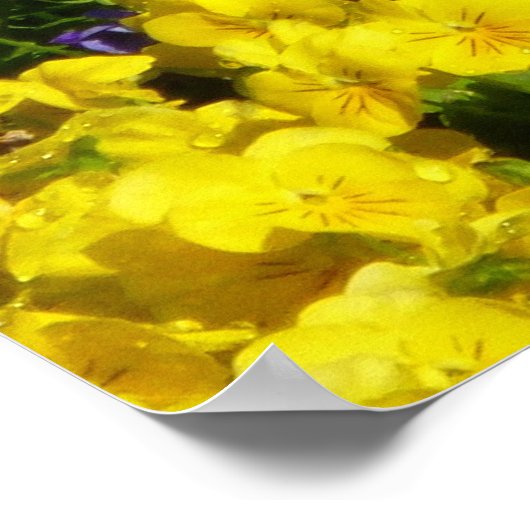 Lila und gelb poster (Ecke)