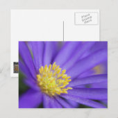 Lila und gelb postkarte (Vorne/Hinten)