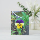 Lila- und Gelbblüte Postkarte (Stehend Vorderseite)