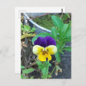 Lila- und Gelbblüte Postkarte (Vorne/Hinten)