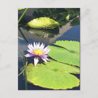 Lila und gelbe Blume Postkarte