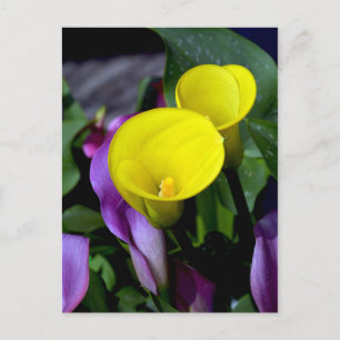 Lila und gelbe Calla Lilie Blume nach Karte