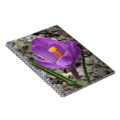 Lila und gelbe Crocus-Blume-Foto Notizblock (Rechte Seite)