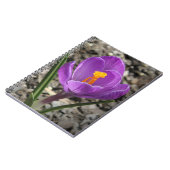 Lila und gelbe Crocus-Blume-Foto Notizblock (Linke Seite)