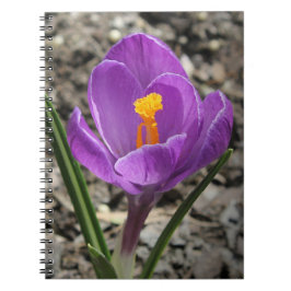 Lila und gelbe Crocus-Blume-Foto Notizblock