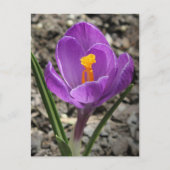Lila und gelbe Crocus-Blume-Foto Postkarte (Vorderseite)