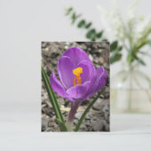 Lila und gelbe Crocus-Blume-Foto Postkarte (Stehend Vorderseite)