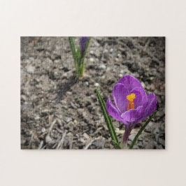 Lila und gelbe Crocus-Blume-Foto Puzzle