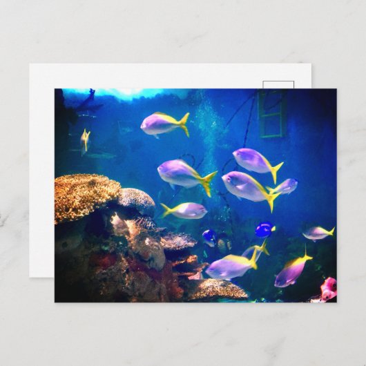 Lila und gelbe Fische Postkarte (Vorne/Hinten)