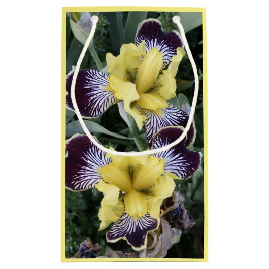 Lila und gelbe Ire Kleine Geschenktüte (Rückseite)