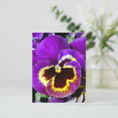 Lila und gelbe Pansy-Blume Postkarte (Stehend Vorderseite)