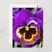 Lila und gelbe Pansy-Blume Postkarte (Vorne/Hinten)