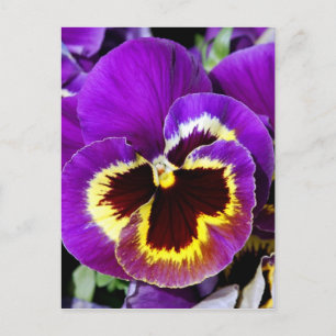 Lila und gelbe Pansy-Blume Postkarte