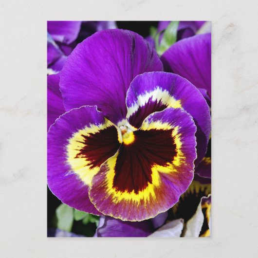 Lila und gelbe Pansy-Blume Postkarte (Vorderseite)