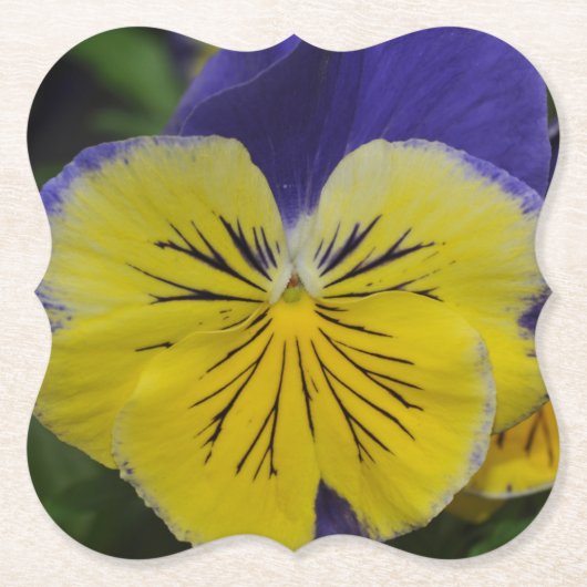 Lila und gelbe Pansy-Blume Untersetzer (Vorderseite)