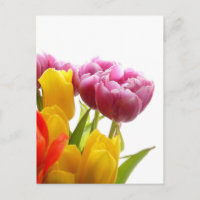 Lila und gelbe Tulpen Postkarten