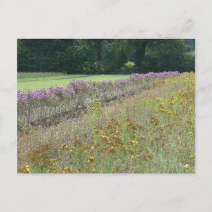 Lila und gelbe Wildblumen - Feld DIT Postkarte