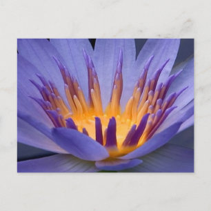 Lila und Gold-Blume Postkarte