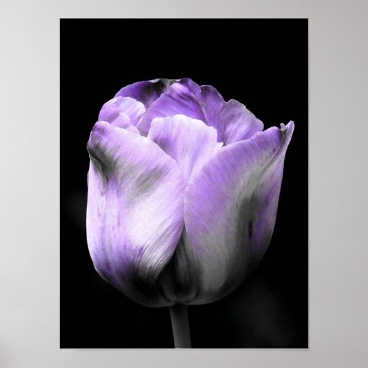 Lila und graue Tulip Poster (Vorne)