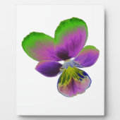 Lila und grüne Pansy Plaque Fotoplatte (Vorderseite)