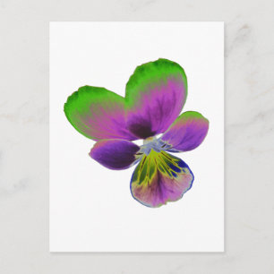 Lila und grüne Pansy Postkarte