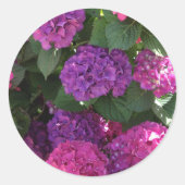 Lila und Magenta Hydrangea Stickers (Vorderseite)