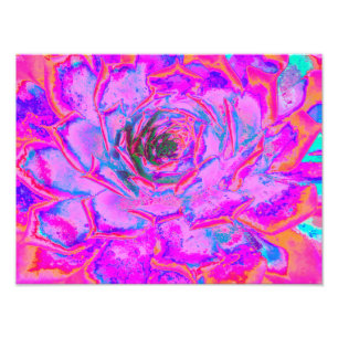 Lila und Magenta Sukkulente Sedumrosette Fotodruck